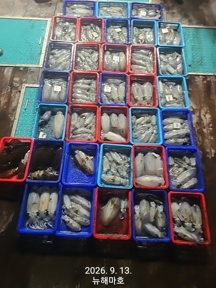 9월 14일 포항 무늬오징어 선상낚시 조황 현장 사진 1