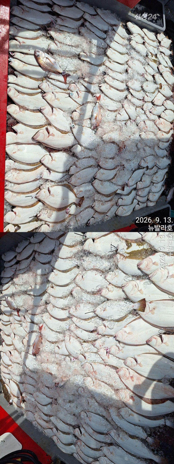 9월 14일 군산 갑오징어 선상낚시 조황 현장 사진 8