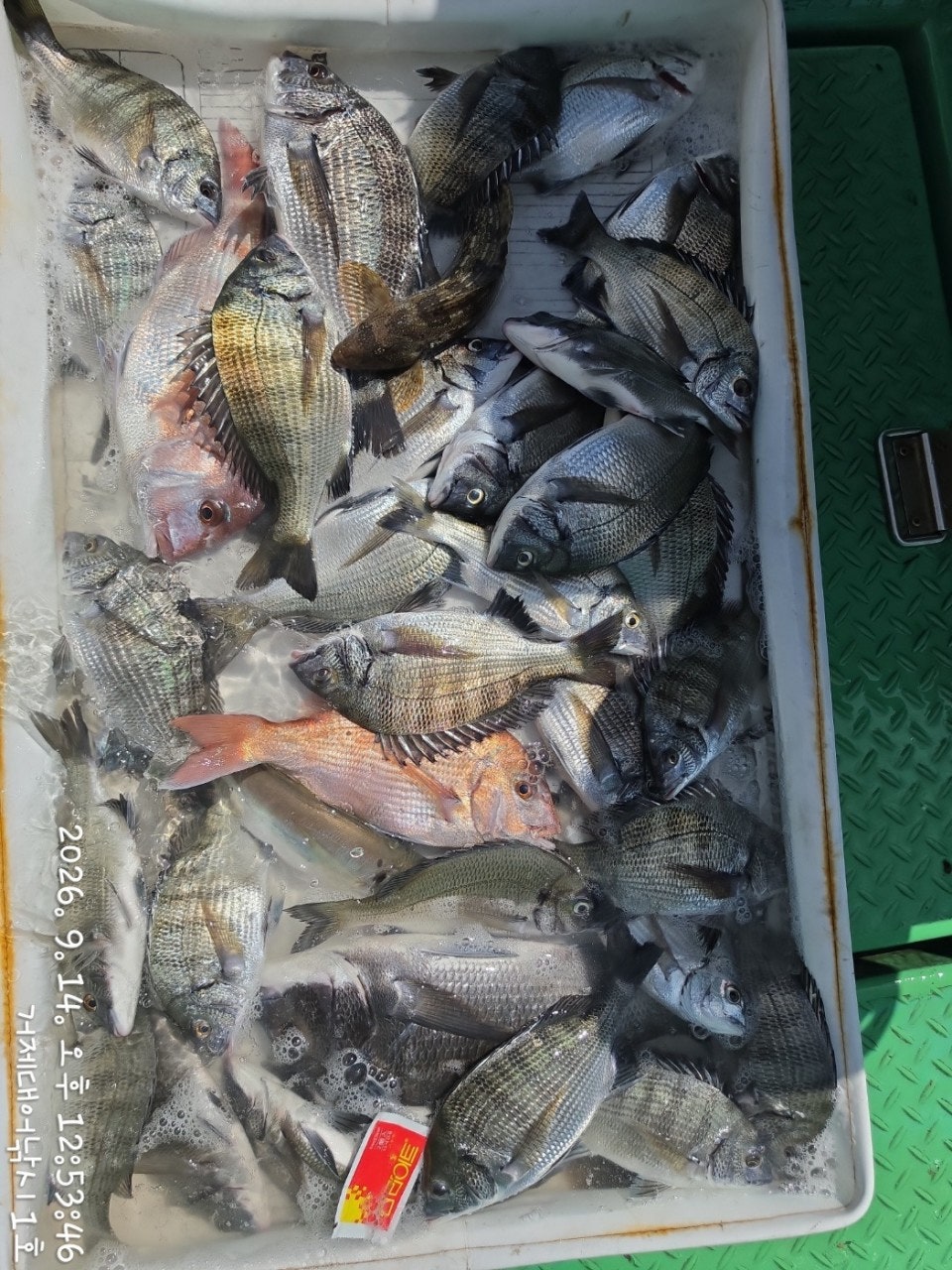 ����ڰ� �ø� �̹���