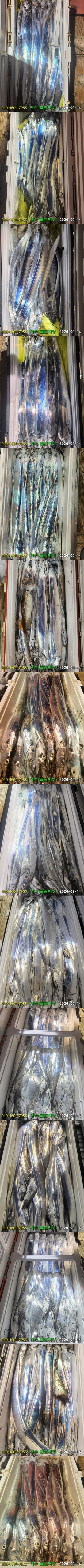 9월 14일 여수 갈치 선상낚시 조황 현장 사진 3