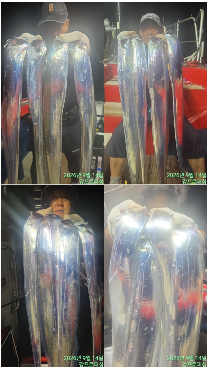 9월 16일 남해 갈치 선상낚시 조황 현장 사진 4