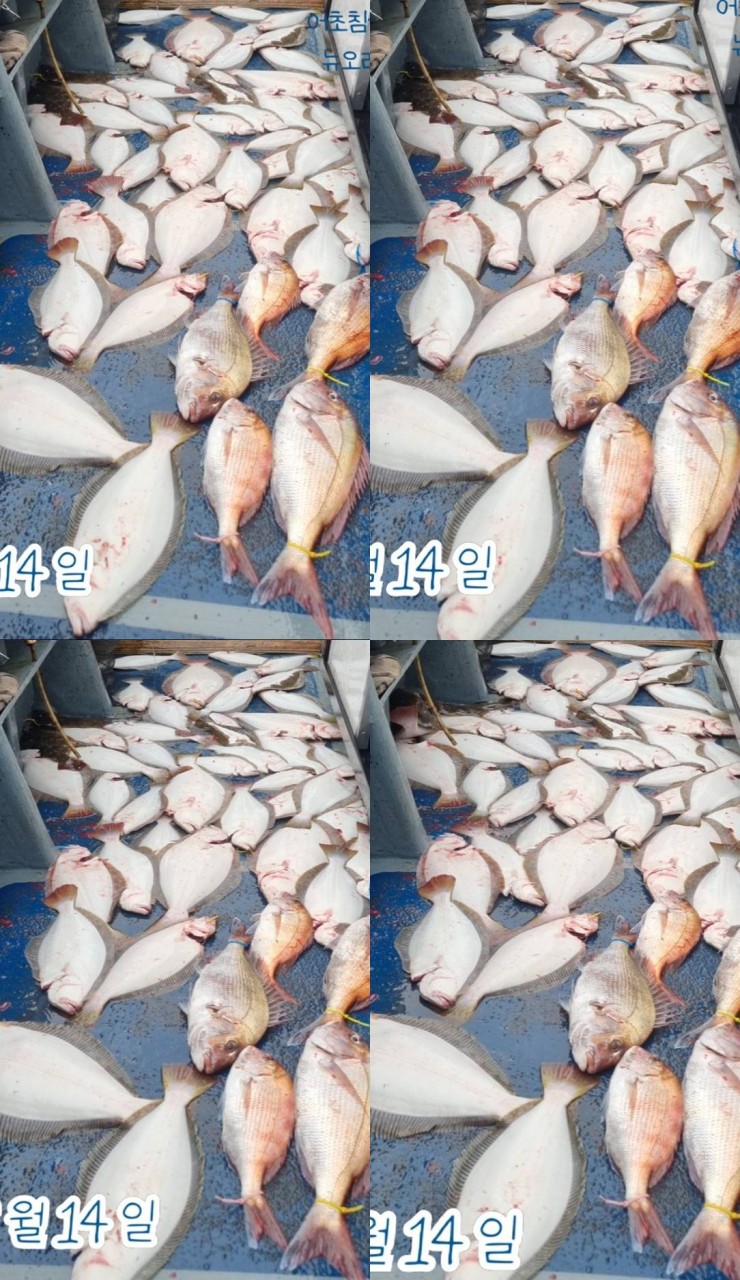 9월 14일 군산 주꾸미 선상낚시 조황 현장 사진 1