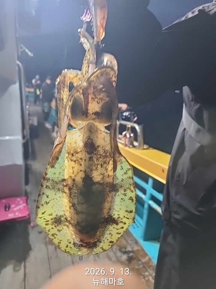 9월 14일 포항 무늬오징어 선상낚시 조황 현장 사진 14
