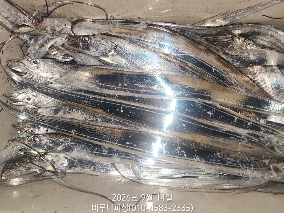 9월 13일 갈치 선상낚시 조황 현장 사진 9