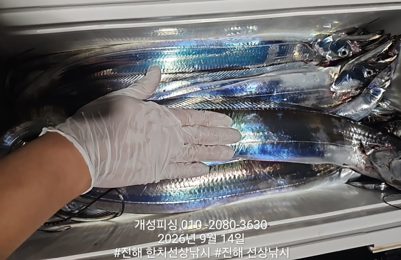 9월 14일 진해 갈치 선상낚시 조황 현장 사진 2