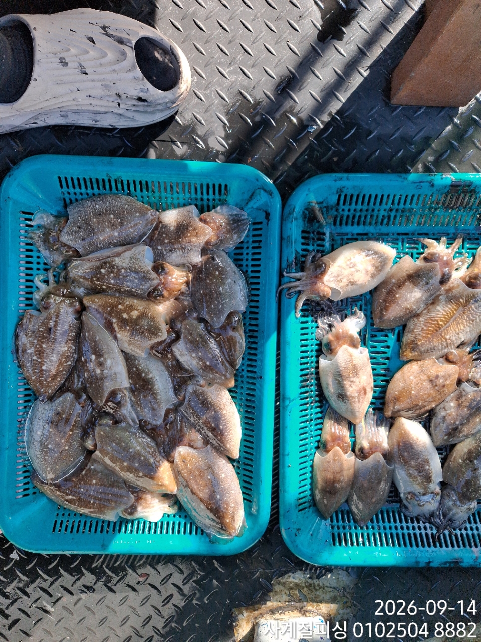 9월 14일 삼천포 갑오징어 선상낚시 조황 현장 사진 17