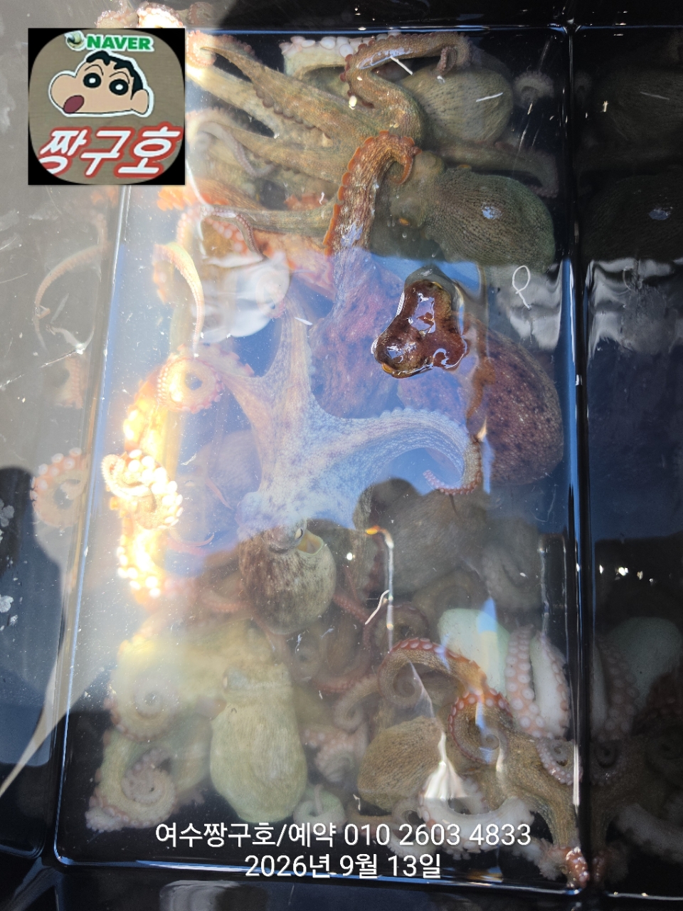 9월 13일 여수 문어 선상낚시 조황 현장 사진 9