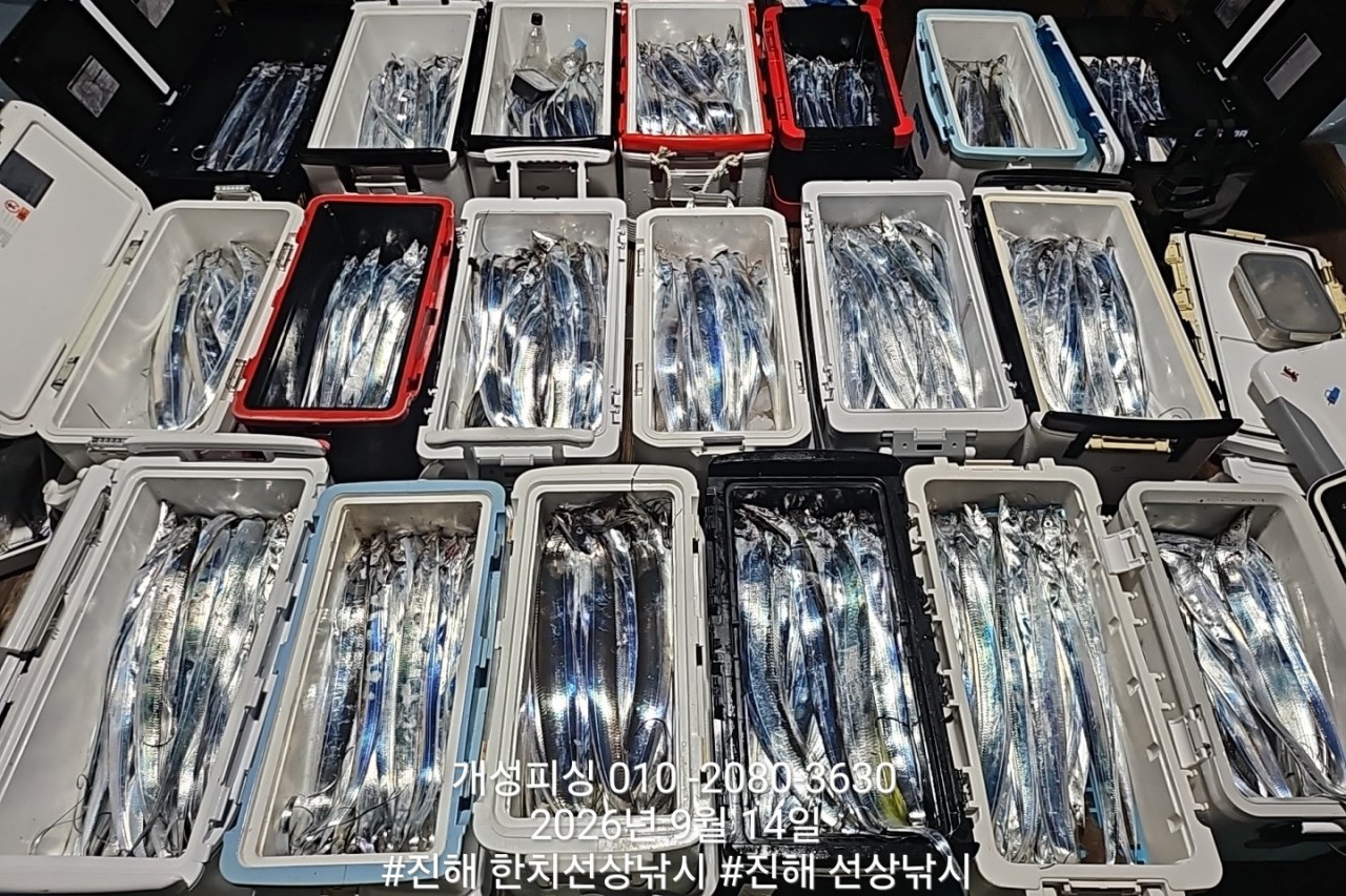 9월 14일 진해 갈치 선상낚시 조황 현장 사진 1