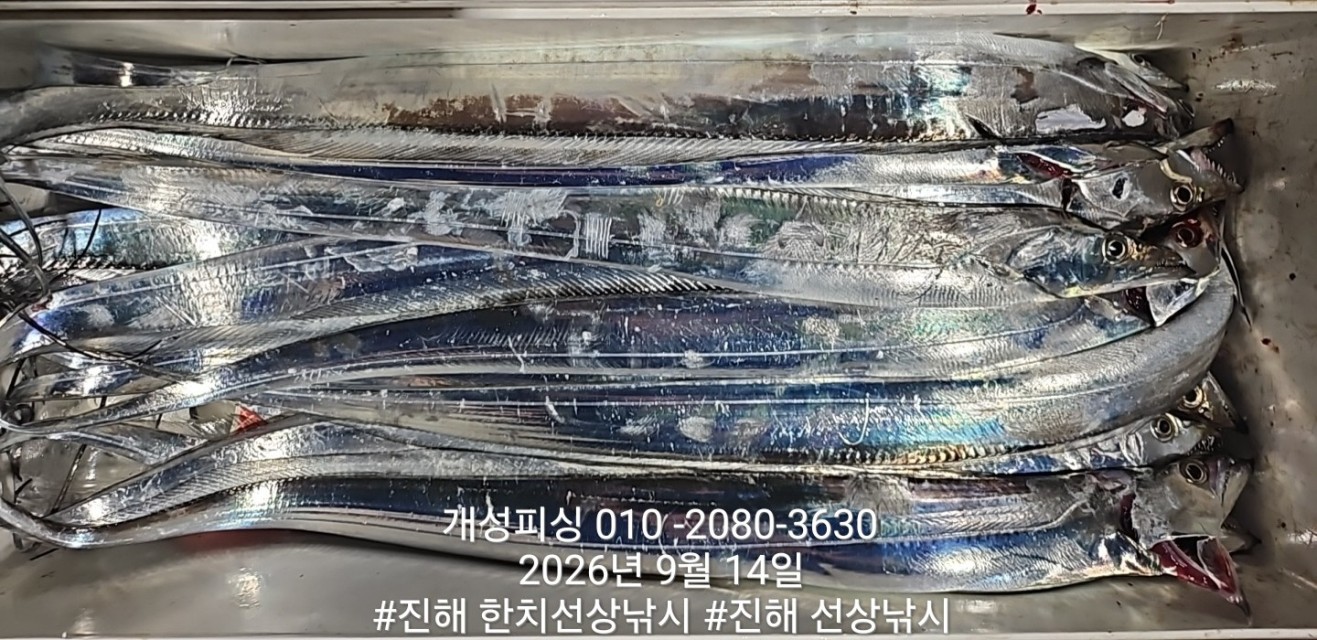9월 14일 진해 갈치 선상낚시 조황 현장 사진 5