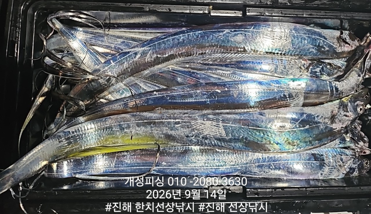 9월 14일 진해 갈치 선상낚시 조황 현장 사진 6