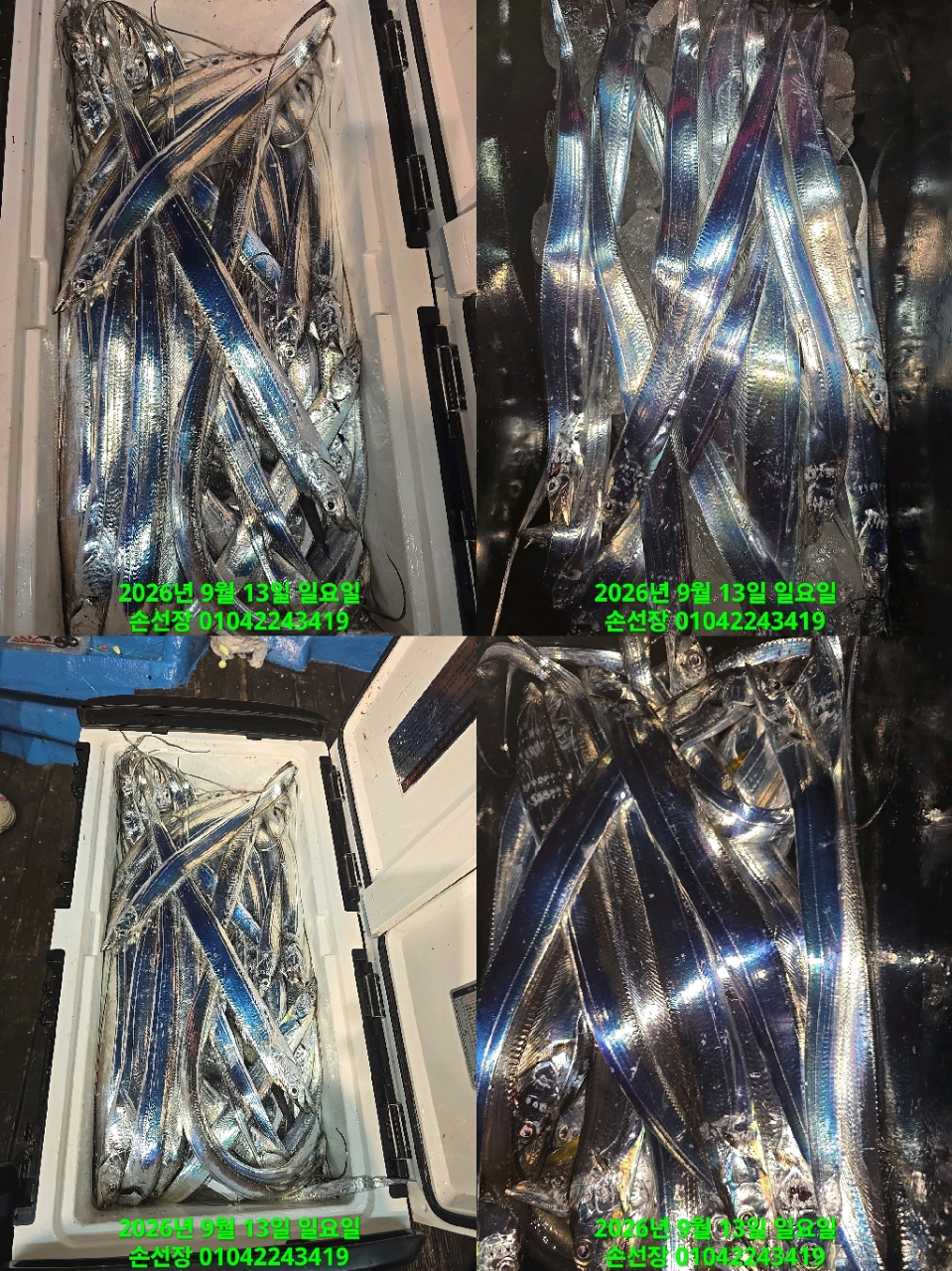 9월 14일 마산 갈치 선상낚시 조황 현장 사진 3