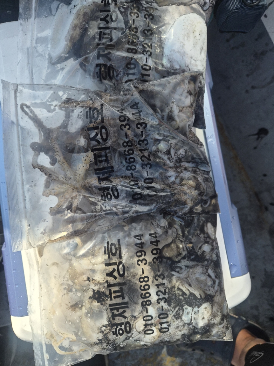 9월 13일 갑오징어 선상낚시 조황 현장 사진 14
