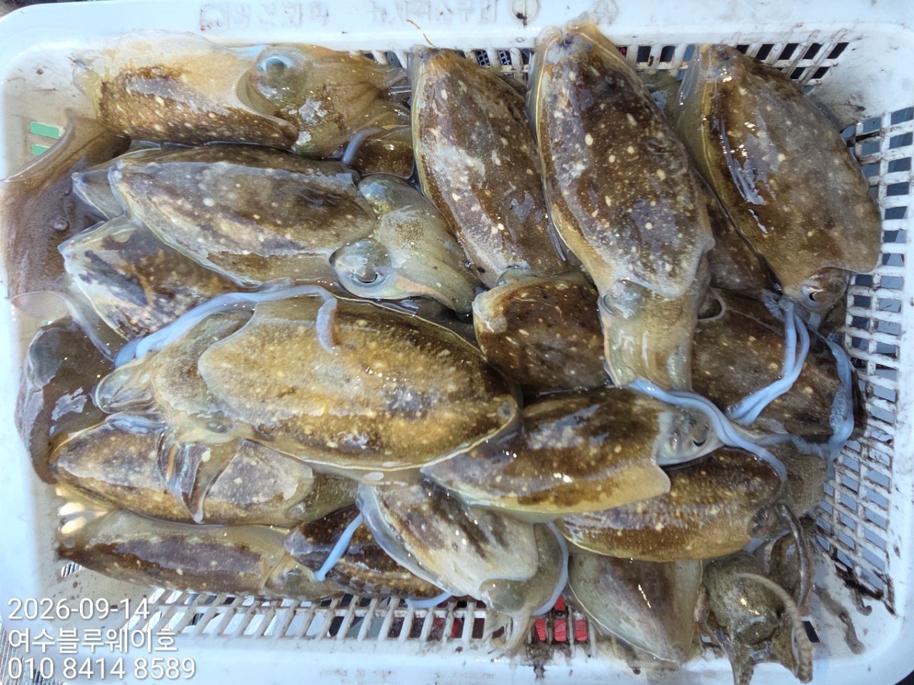 9월 15일 여수 갑오징어 선상낚시 조황 현장 사진 8