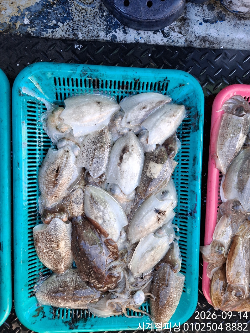 9월 14일 삼천포 갑오징어 선상낚시 조황 현장 사진 16