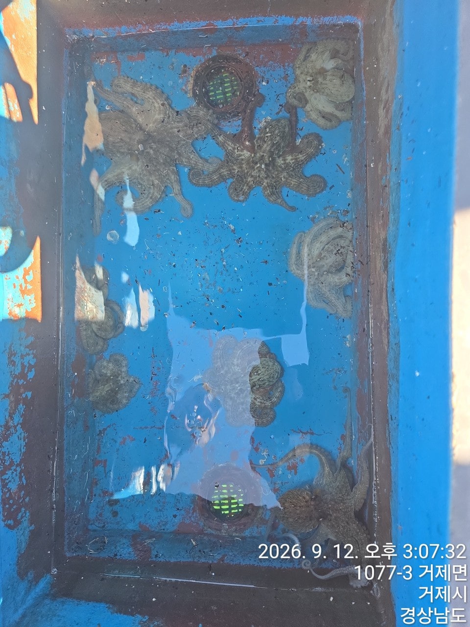 ����ڰ� �ø� �̹���