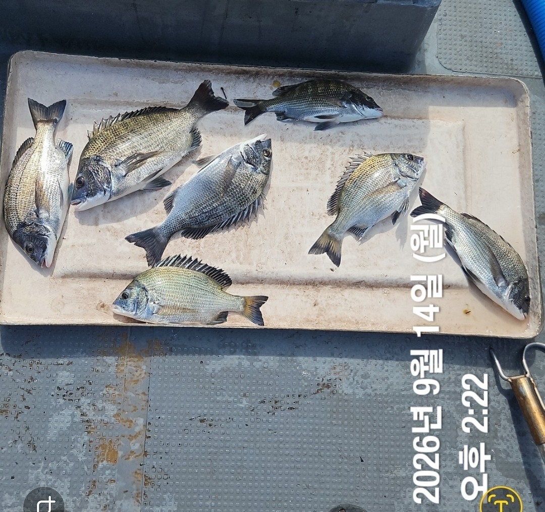 ����ڰ� �ø� �̹���