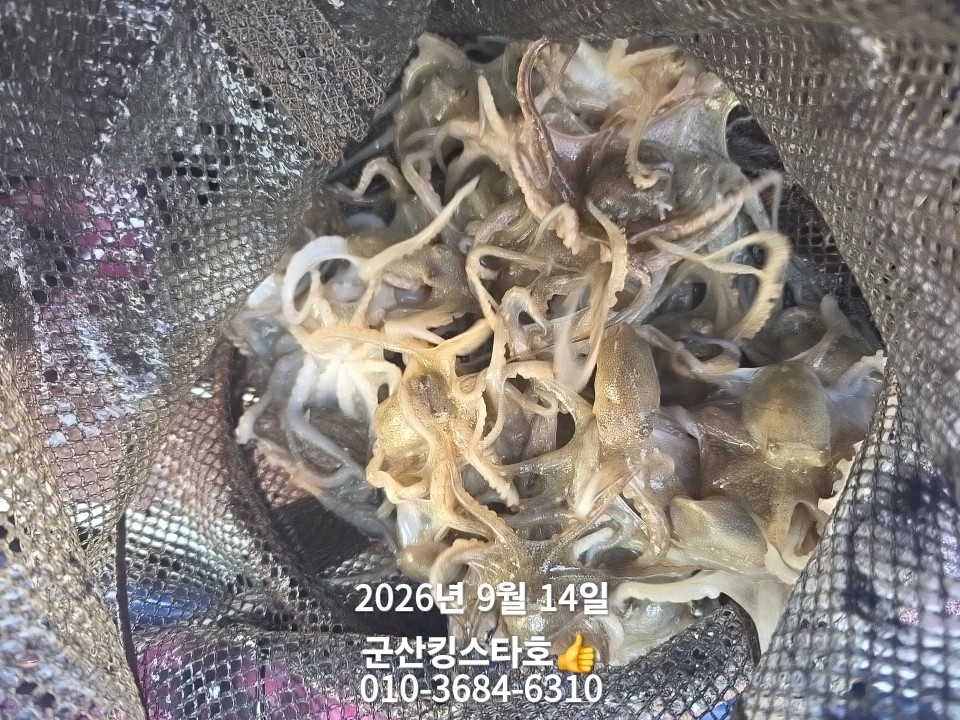 9월 14일 군산 주꾸미 선상낚시 조황 현장 사진 10