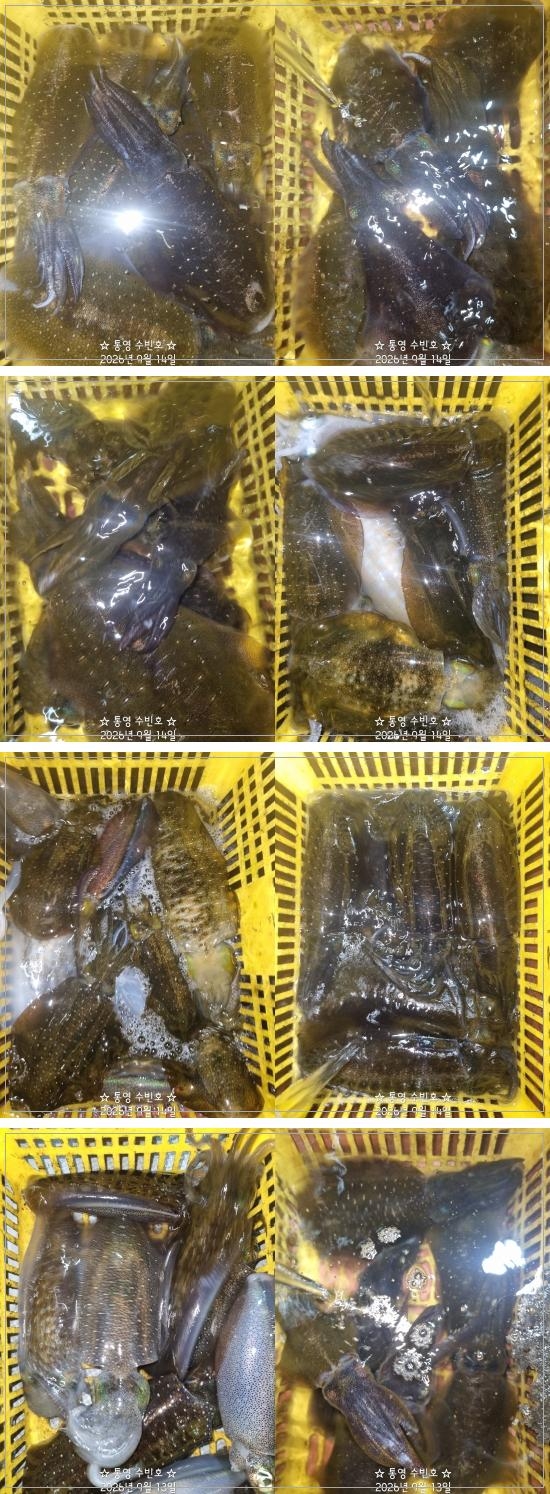 9월 14일 무늬오징어 선상낚시 조황 현장 사진 2