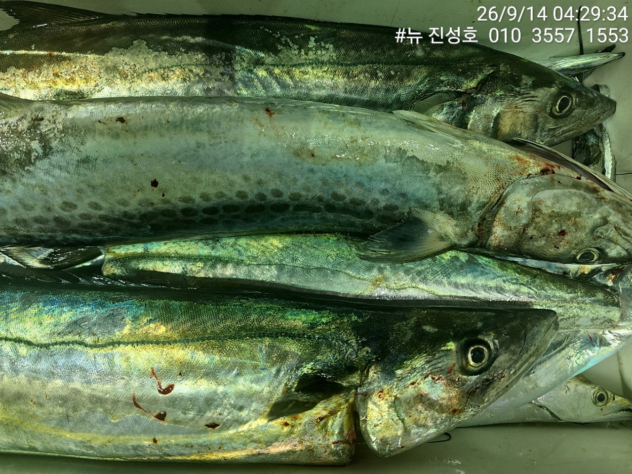 8월 14일 거제 선상낚시 조황 현장 사진 3