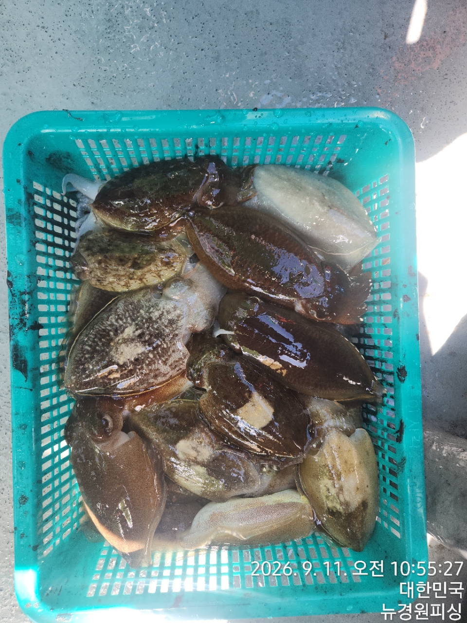 9월 14일 삼천포 갑오징어 선상낚시 조황 현장 사진 18