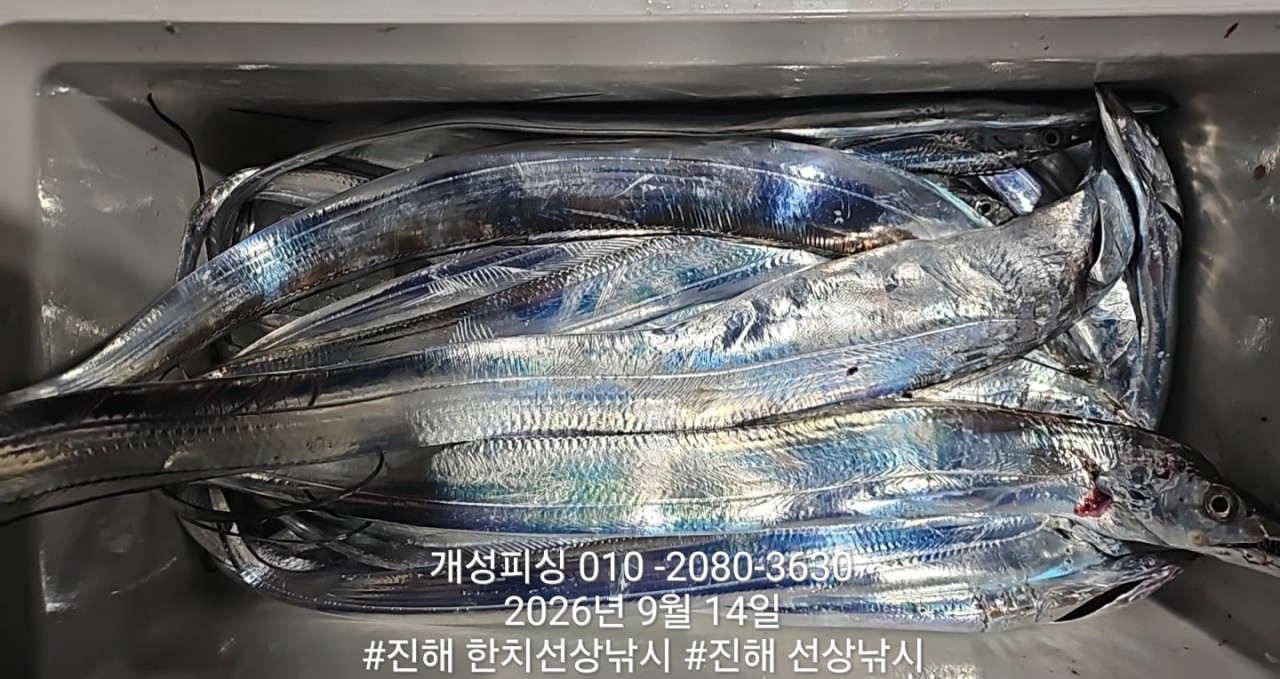 9월 14일 진해 갈치 선상낚시 조황 현장 사진 4