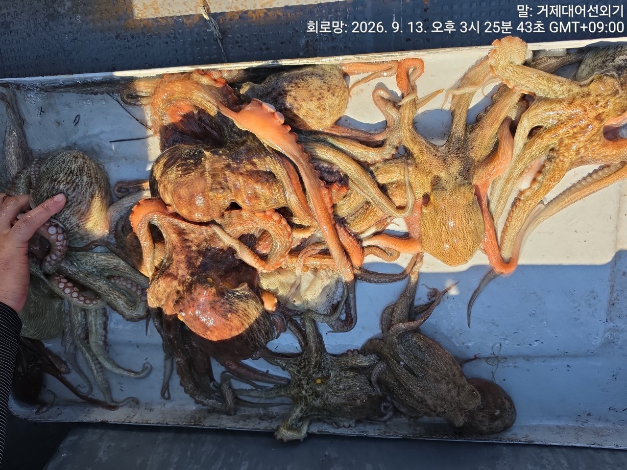 ����ڰ� �ø� �̹���