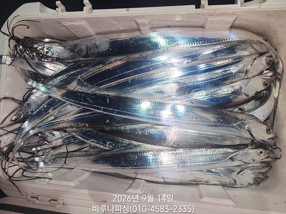 9월 13일 갈치 선상낚시 조황 현장 사진 11