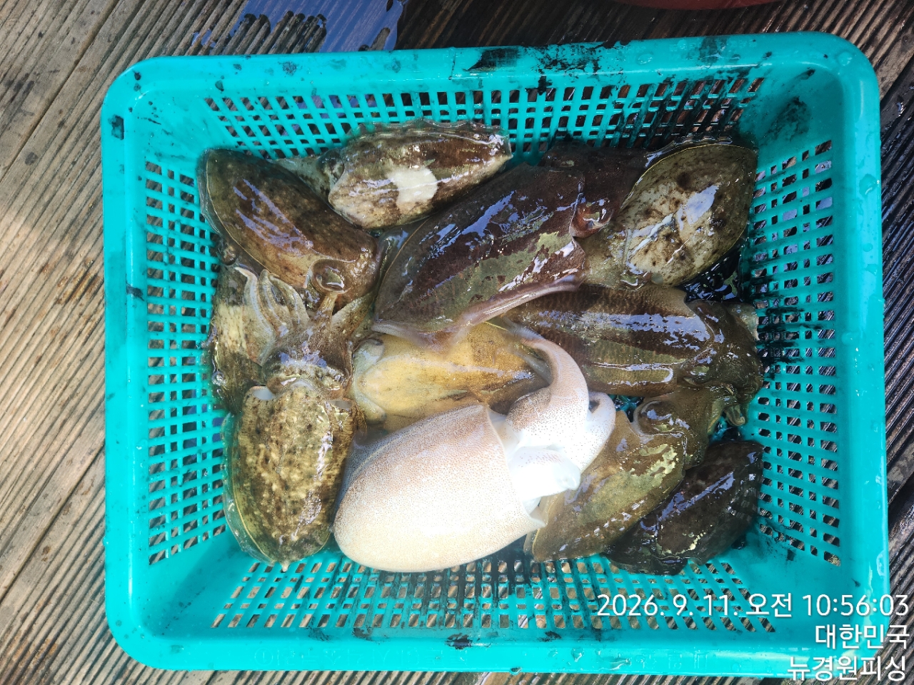 9월 14일 삼천포 갑오징어 선상낚시 조황 현장 사진 17