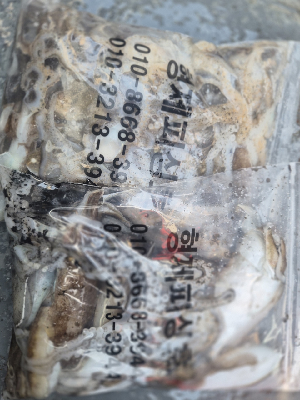 9월 13일 갑오징어 선상낚시 조황 현장 사진 4