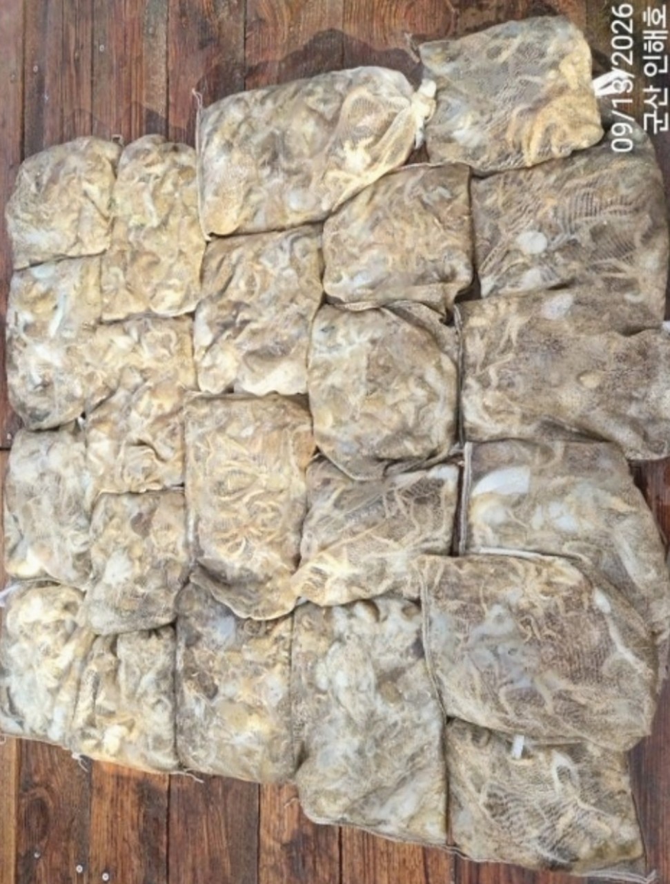 9월 13일 군산 갑오징어 선상낚시 조황 현장 사진 2