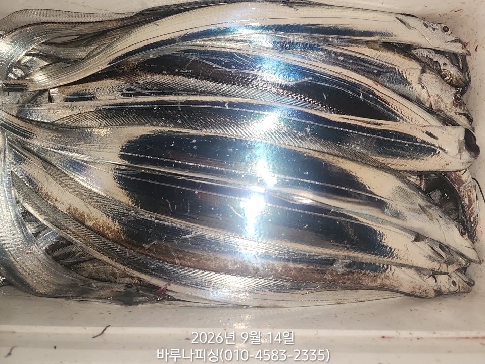 9월 13일 갈치 선상낚시 조황 현장 사진 10