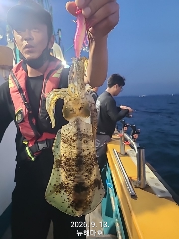 9월 14일 포항 무늬오징어 선상낚시 조황 현장 사진 17