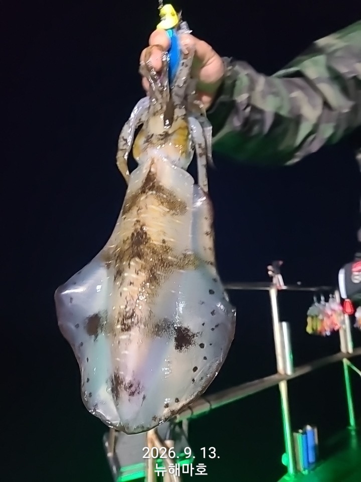 9월 14일 포항 무늬오징어 선상낚시 조황 현장 사진 10