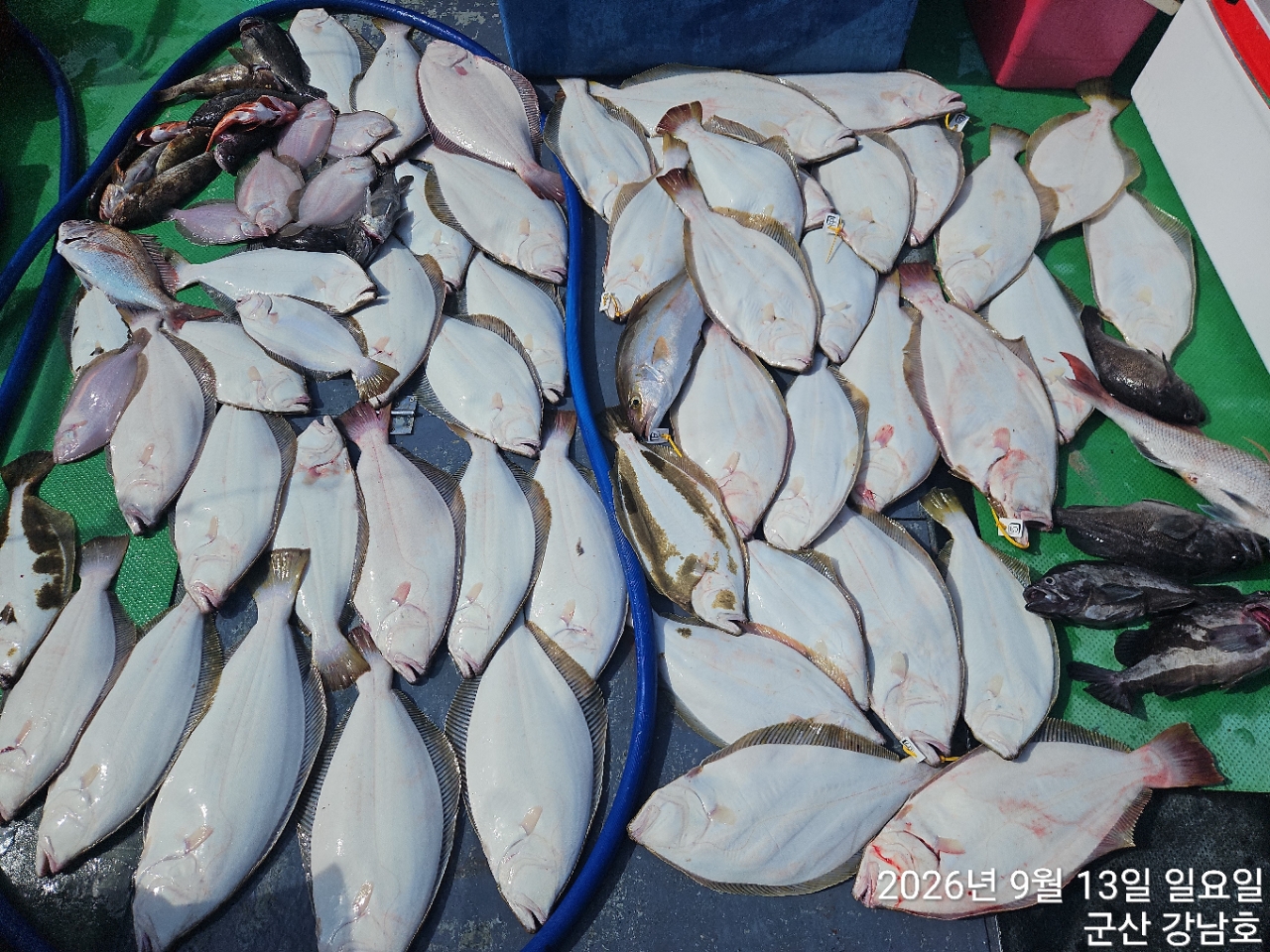 9월 13일 군산 주꾸미 선상낚시 조황 현장 사진 1