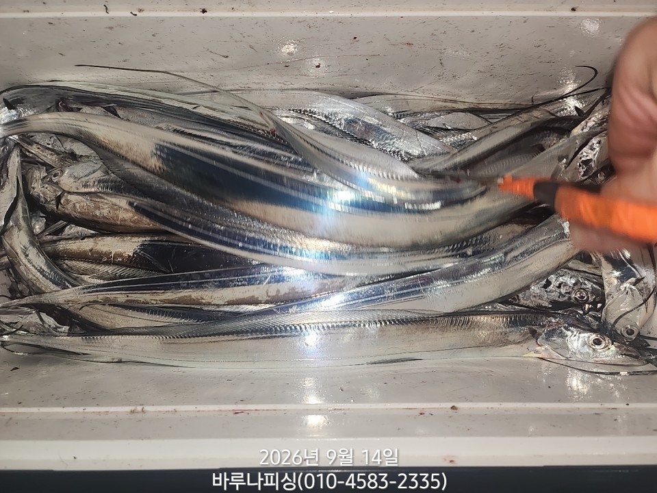 9월 13일 갈치 선상낚시 조황 현장 사진 13