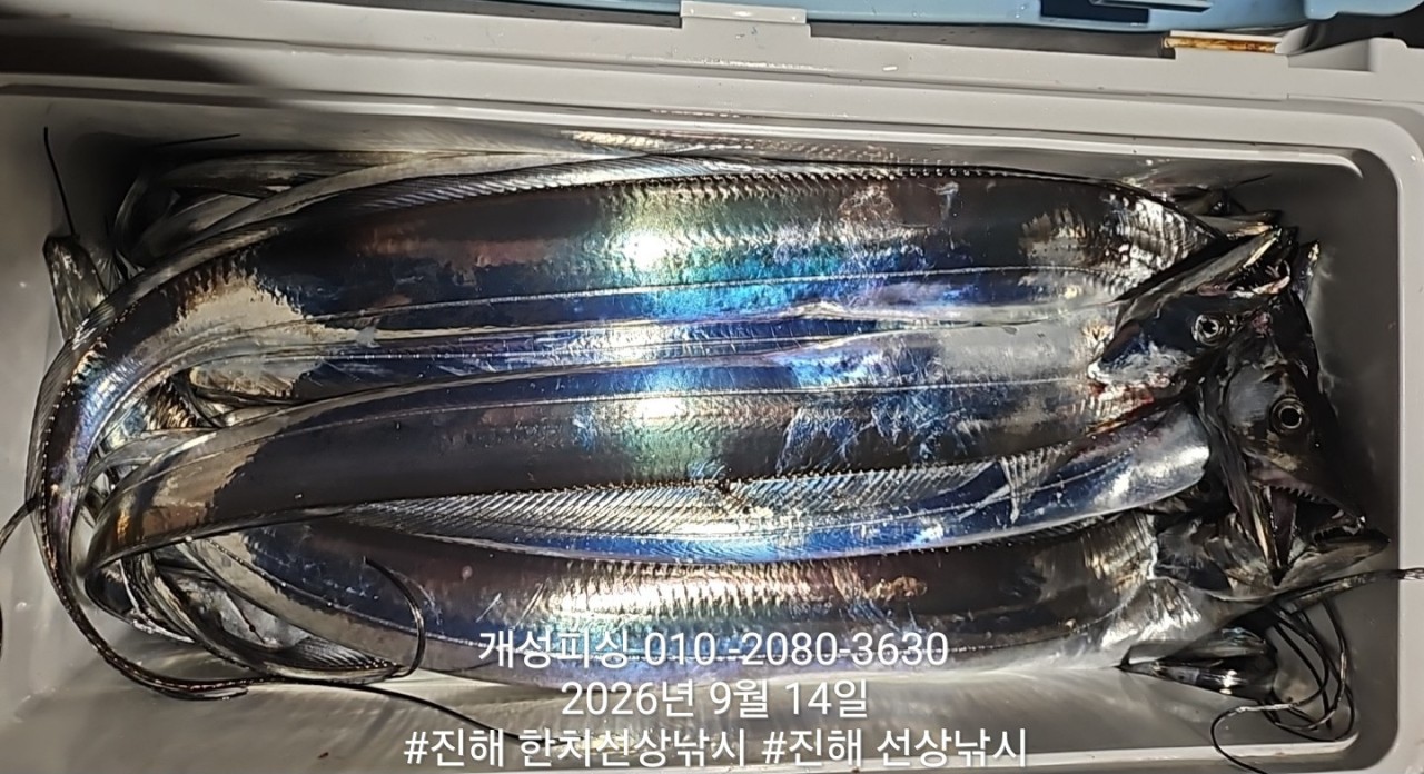 9월 14일 진해 갈치 선상낚시 조황 현장 사진 3