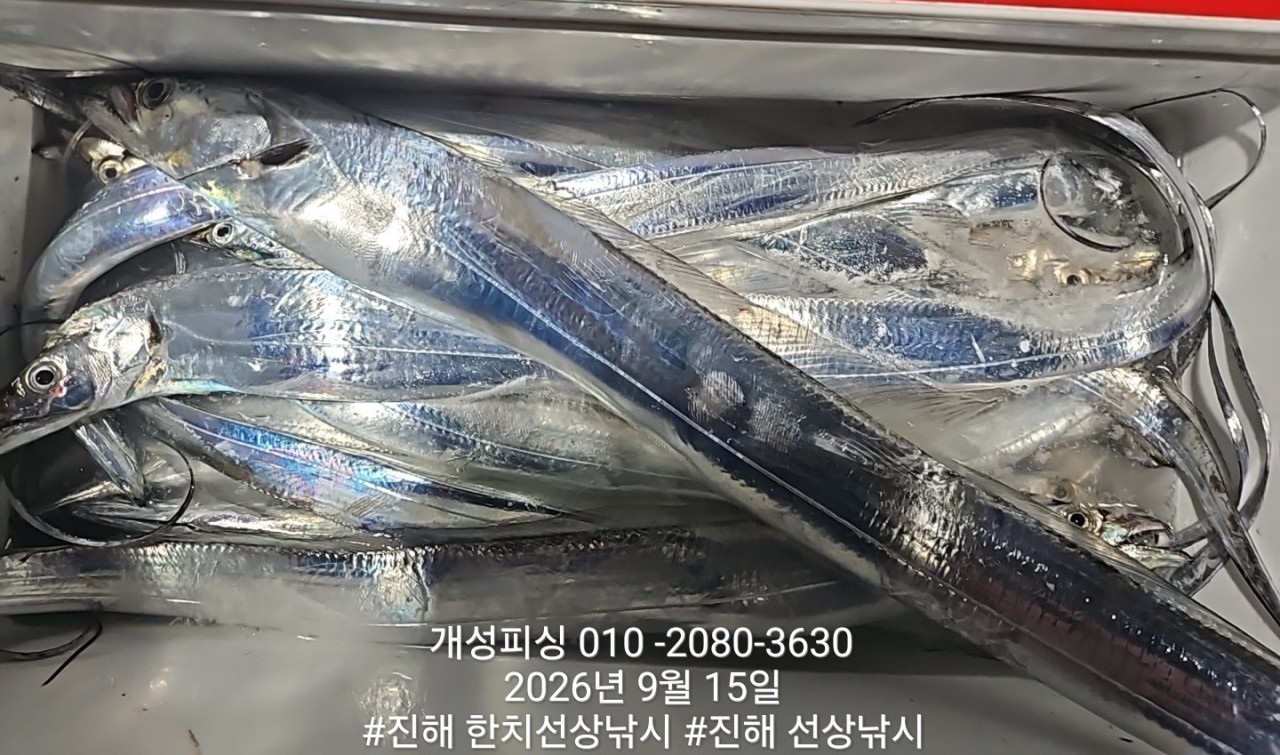 9월 15일 진해 갈치 선상낚시 조황 현장 사진 2