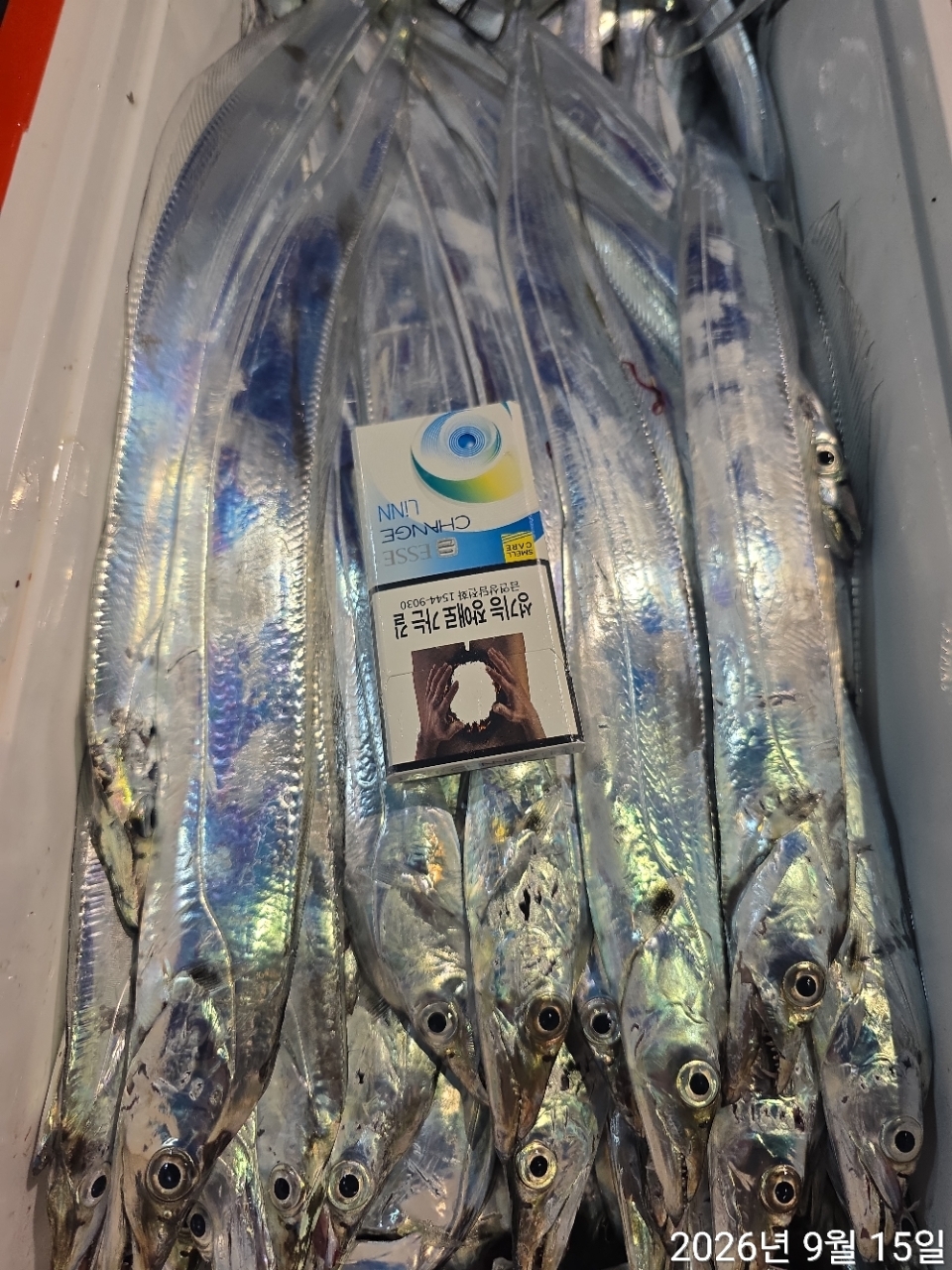 9월 14일 남해 갈치 선상낚시 조황 현장 사진 32
