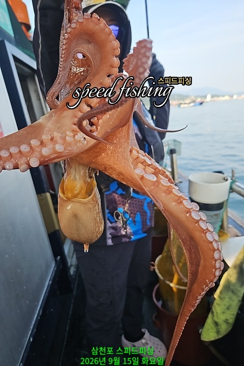 9월 15일 삼천포 주꾸미 선상낚시 조황 현장 사진 10