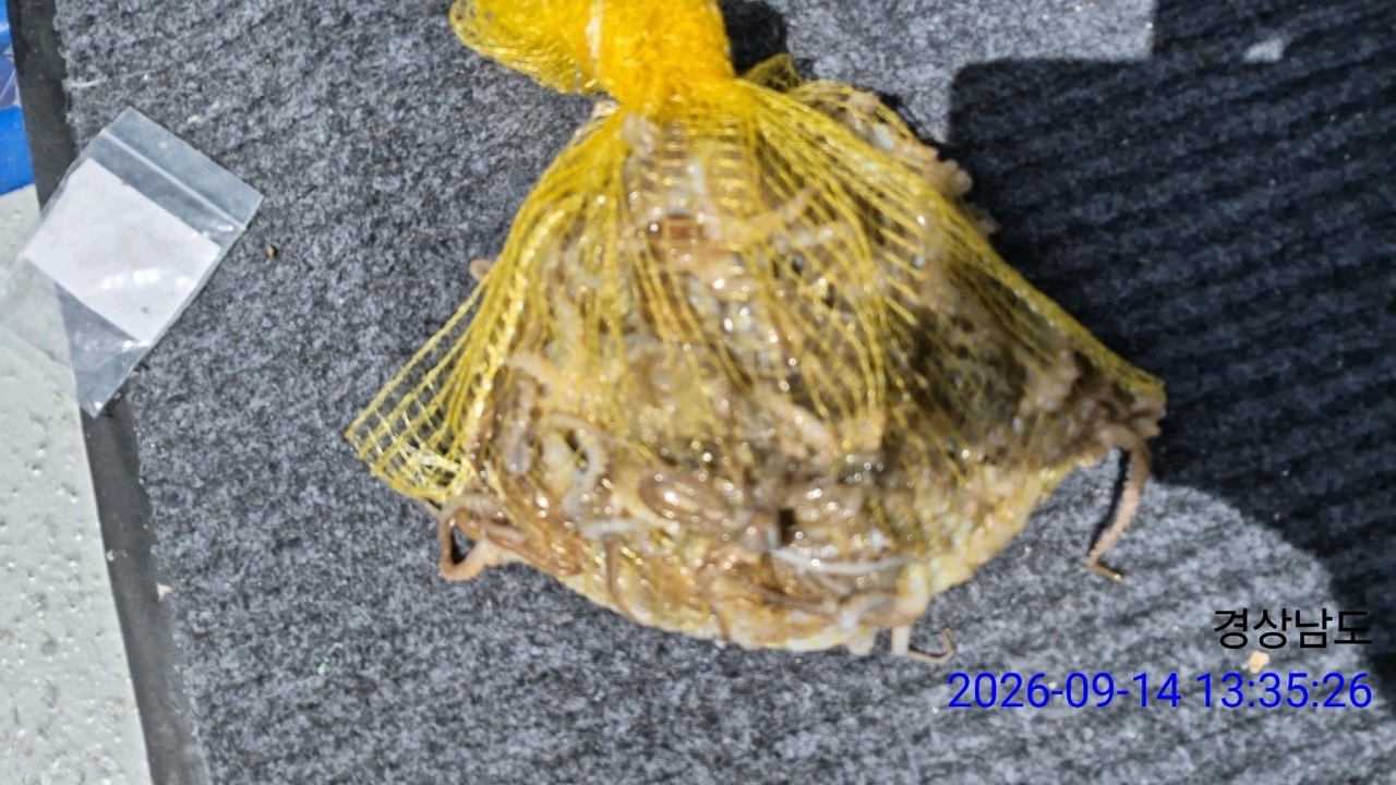 9월 14일 삼천포 문어 선상낚시 조황 현장 사진 3