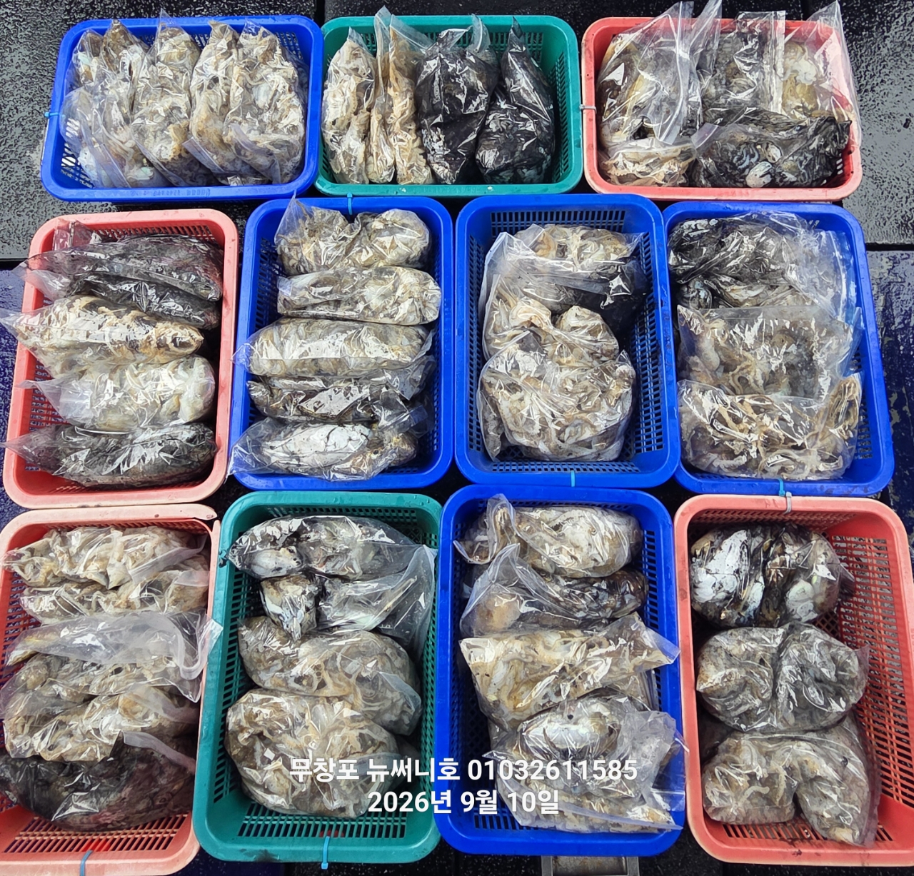 9월 15일 갑오징어 선상낚시 조황 현장 사진 4