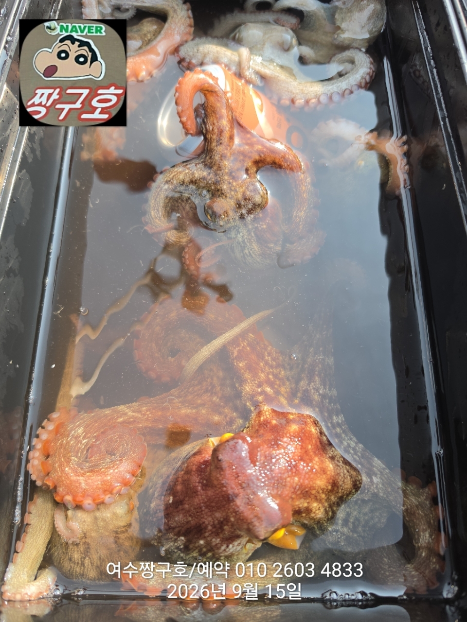 9월 15일 여수 문어 선상낚시 조황 현장 사진 6