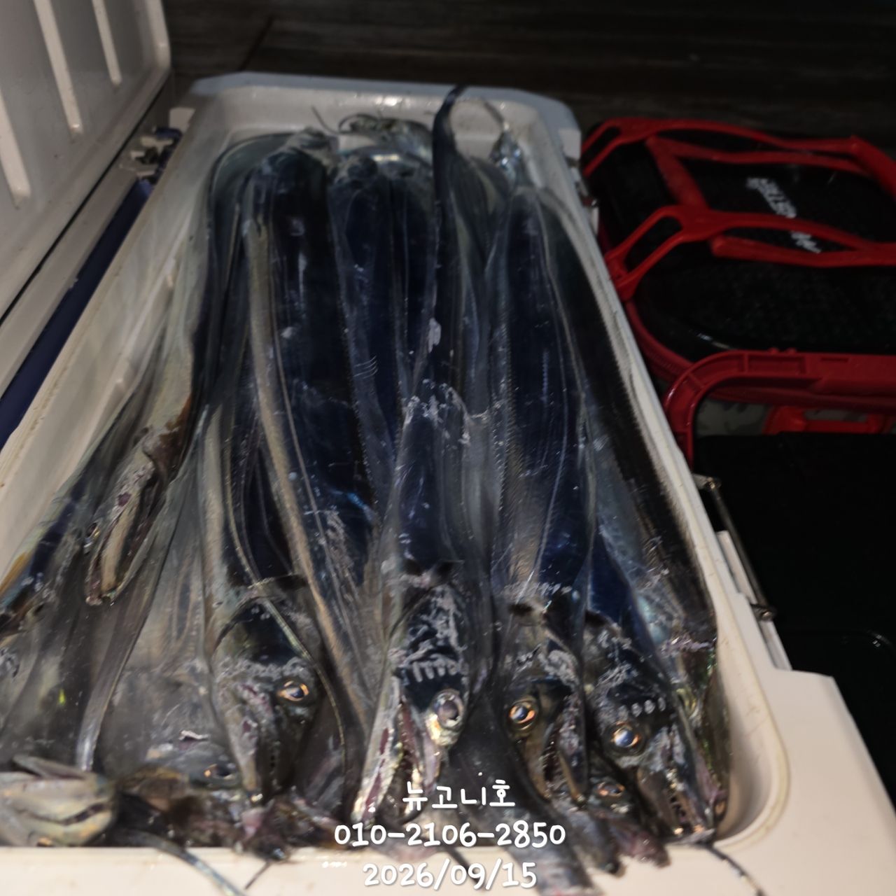 9월 15일 진해 갈치 선상낚시 조황 현장 사진 1