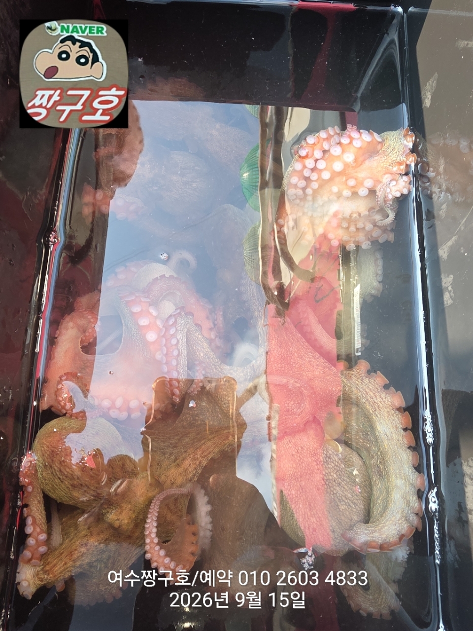 9월 15일 여수 문어 선상낚시 조황 현장 사진 5