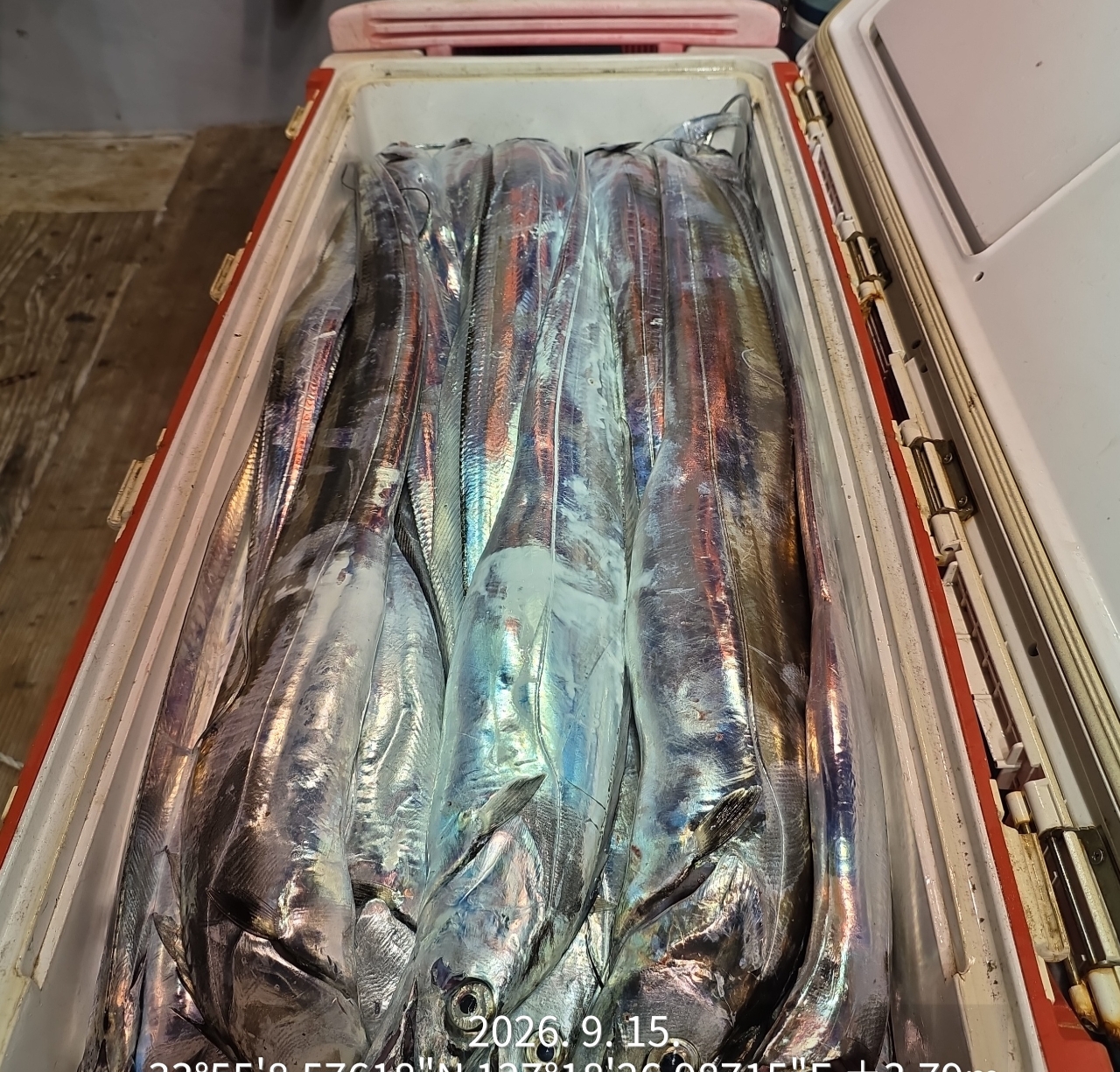 9월 15일 남해 갈치 선상낚시 조황 현장 사진 17