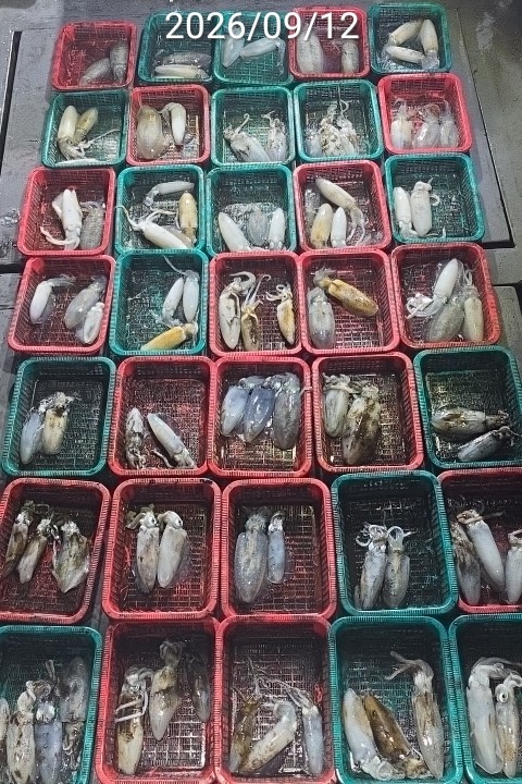 9월 15일 진해 무늬오징어 선상낚시 조황 현장 사진 1