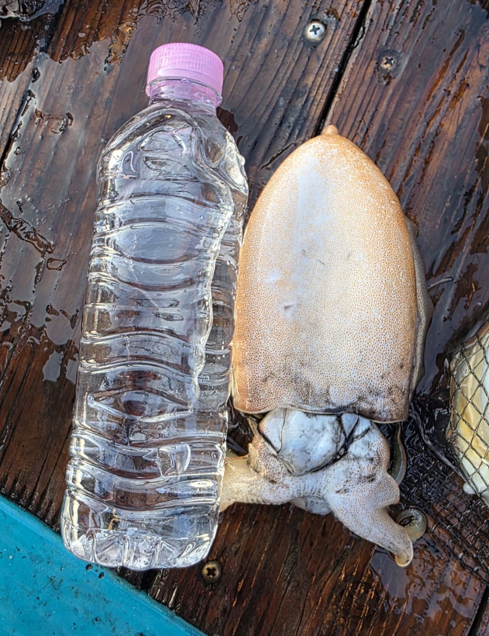 9월 14일 군산 갑오징어 선상낚시 조황 현장 사진 2