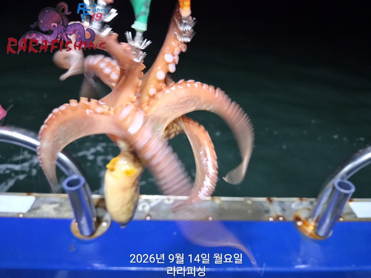 9월 14일 진해 문어 선상낚시 조황 현장 사진 6