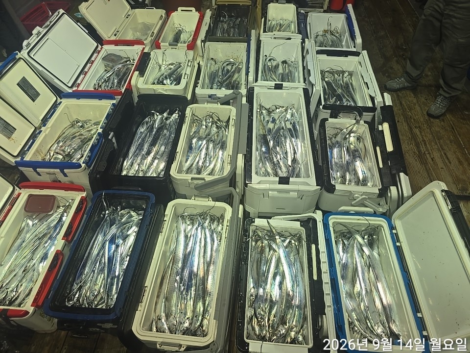 9월 15일 남해 갈치 선상낚시 조황 현장 사진 12