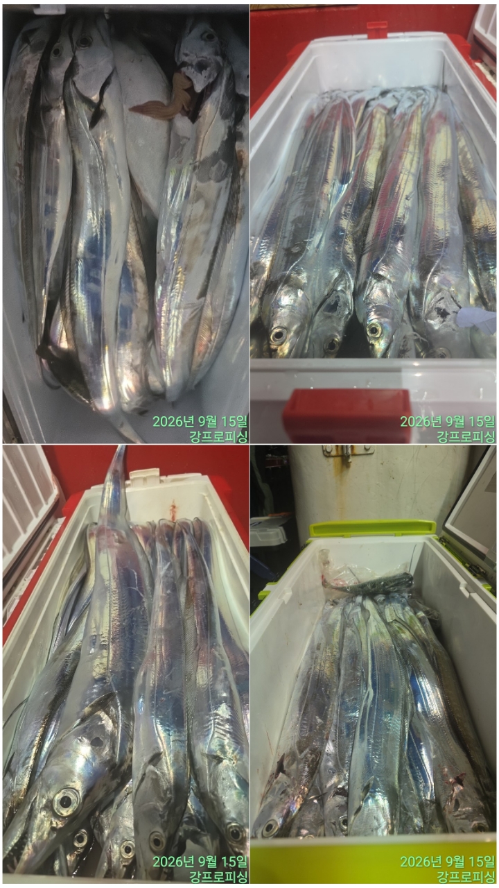 9월 16일 남해 갈치 선상낚시 조황 현장 사진 2
